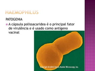 PATOGENIA
 A cápsula polissacaridea é o principal fator
  de virulência e é usado como antígeno
  vacinal
 