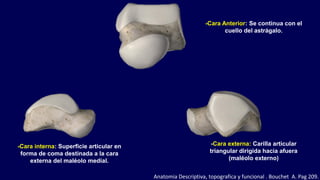 -Cara externa: Carilla articular
triangular dirigida hacia afuera
(maléolo externo)
-Cara interna: Superficie articular en
forma de coma destinada a la cara
externa del maléolo medial.
-Cara Anterior: Se continua con el
cuello del astrágalo.
Anatomia Descriptiva, topografica y funcional . Bouchet A. Pag 209.
 