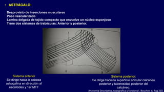 • ASTRÁGALO:
Desprovisto de inserciones musculares
Poco vascularizado
Lamina delgada de tejido compacto que envuelve un núcleo esponjoso
Tiene dos sistemas de trabéculas: Anterior y posterior.
Sistema anterior
Se dirige hacia la cabeza
astragalina en dirección al
escafoides y 1er MTT
Sistema posterior:
Se dirige hacia la superficie articular calcanea
posterior y tuberosidad posterior del
calcáneo.
Anatomia Descriptiva, topografica y funcional . Bouchet A. Pag 210.
 
