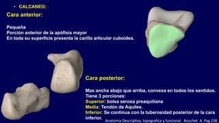 Cara anterior:
Pequeña
Porción anterior de la apófisis mayor
En toda su superficie presenta la carilla articular cuboidea.
Cara posterior:
Mas ancha abajo que arriba, convexa en todos los sentidos.
Tiene 3 porciones:
Superior: bolsa serosa preaquiliana
Media: Tendón de Aquiles.
Inferior: Se continua con la tuberosidad posterior de la cara
inferior.
• CALCANEO:
Anatomia Descriptiva, topografica y funcional . Bouchet A. Pag 238.
 