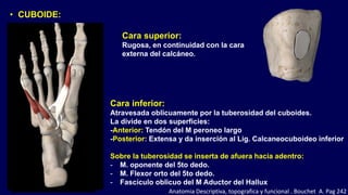 Cara superior:
Rugosa, en continuidad con la cara
externa del calcáneo.
• CUBOIDE:
Cara inferior:
Atravesada oblicuamente por la tuberosidad del cuboides.
La divide en dos superficies:
-Anterior: Tendón del M peroneo largo
-Posterior: Extensa y da inserción al Lig. Calcaneocuboideo inferior
Sobre la tuberosidad se inserta de afuera hacia adentro:
- M. oponente del 5to dedo.
- M. Flexor orto del 5to dedo.
- Fascículo oblicuo del M Aductor del Hallux
Anatomia Descriptiva, topografica y funcional . Bouchet A. Pag 242
 