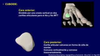 Cara anterior:
Dividida por una cresta vertical en dos
carillas articulares para el 4to y 5to MTT
• CUBOIDE:
Cara posterior:
Carilla articular calcanea en forma de silla de
montar.
Concava verticalmente y convexa
transversalmente.
Anatomia Descriptiva, topografica y funcional . Bouchet A. Pag 243
 