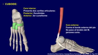 Cara externa:
Forma el borde externo del pie
Da paso al tendón del M.
peroneo corto.
• CUBOIDE:
Cara interna:
Presenta dos carillas articulares:
Posterior: Escafoides
Anterior: 3er cuneiforme
Anatomia Descriptiva, topografica y funcional . Bouchet A. Pag 242
 