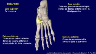 • ESCAFOIDE:
Cara superior:
Es convexa.
Cara inferior:
Cóncava, presenta un surco por
donde se desliza el tendón del M.
tibial posterior.
Extremo interno:
Tuberosidad del escafoides
donde se inserta el tendón
principal del M. tibial posterior.
Extremo externo:
Presenta pequeña carilla
articular para el cuboides.
Anatomia Descriptiva, topografica y funcional . Bouchet A. Pag 244
 