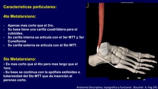 Características particulares:
4to Metatarsiano:
- Apenas mas corto que el 3ro.
- Su base tiene una carilla cuadrilátera para el
cuboides.
- Su carilla interna se articula con el 3er MTT y 3er
Cuneiforme
- Su carilla externa se articula con el 5to MTT.
5to Metatarsiano:
- Es mas corto que el 4to pero mas largo que el
1ero.
- Su base se continua con la apófisis estiloides o
tuberosidad del 5to MTT que da inserción al
peroneo corto.
Anatomia Descriptiva, topografica y funcional . Bouchet A. Pag 245
 