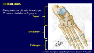 OSTEOLOGIA
El esqueleto del pie esta formado por
26 huesos divididos en 3 grupos:
Tarso
Metatarso
Falanges
Anatomía Descriptiva, topográfica y funcional . Bouchet A. Pág. 205.
 