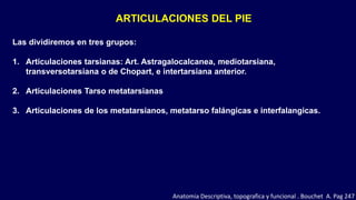 ARTICULACIONES DEL PIE
Las dividiremos en tres grupos:
1. Articulaciones tarsianas: Art. Astragalocalcanea, mediotarsiana,
transversotarsiana o de Chopart, e intertarsiana anterior.
2. Articulaciones Tarso metatarsianas
3. Articulaciones de los metatarsianos, metatarso falángicas e interfalangicas.
Anatomia Descriptiva, topografica y funcional . Bouchet A. Pag 247
 