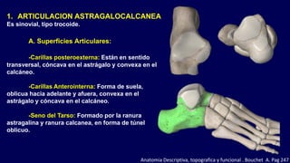 1. ARTICULACION ASTRAGALOCALCANEA
Es sinovial, tipo trocoide.
A. Superficies Articulares:
-Carillas posteroexterna: Están en sentido
transversal, cóncava en el astrágalo y convexa en el
calcáneo.
-Carillas Anterointerna: Forma de suela,
oblicua hacia adelante y afuera, convexa en el
astrágalo y cóncava en el calcáneo.
-Seno del Tarso: Formado por la ranura
astragalina y ranura calcanea, en forma de túnel
oblicuo.
Anatomia Descriptiva, topografica y funcional . Bouchet A. Pag 247
 