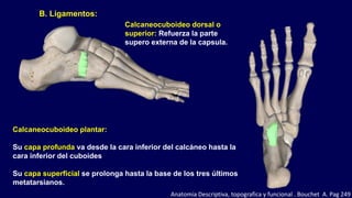 B. Ligamentos:
Calcaneocuboideo plantar:
Su capa profunda va desde la cara inferior del calcáneo hasta la
cara inferior del cuboides
Su capa superficial se prolonga hasta la base de los tres últimos
metatarsianos.
Calcaneocuboideo dorsal o
superior: Refuerza la parte
supero externa de la capsula.
Anatomia Descriptiva, topografica y funcional . Bouchet A. Pag 249
 
