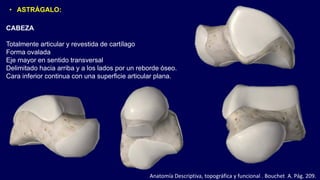 • ASTRÁGALO:
CABEZA
Totalmente articular y revestida de cartílago
Forma ovalada
Eje mayor en sentido transversal
Delimitado hacia arriba y a los lados por un reborde óseo.
Cara inferior continua con una superficie articular plana.
Anatomía Descriptiva, topográfica y funcional . Bouchet A. Pág. 209.
 