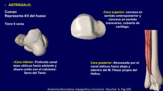 Cuerpo
Representa 4/5 del hueso
• ASTRÁGALO:
-Cara superior: convexa en
sentido anteroposterior y
cóncava en sentido
transverso, cubierta de
cartílago.
Cara posterior: Atravesada por el
canal oblicuo hacia abajo y
adentro del M. Flexor propio del
Hallux.
--Cara inferior: Profundo canal
óseo oblicuo hacia adelante y
afuera unido con el calcáneo:
Seno del Tarso
Tiene 6 caras
Anatomia Descriptiva, topografica y funcional . Bouchet A. Pag 209
 