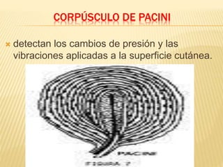 PIEL & FANERAS | PPT