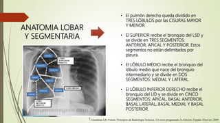 ANATOMIA LOBAR
Y SEGMENTARIA
• El pulmón derecho queda dividido en
TRES LÓBULOS por las CISURAS MAYOR
Y MENOR.
• El SUPERIOR recibe el bronquio del LSD y
se divide en TRES SEGMENTOS:
ANTERIOR, APICAL Y POSTERIOR. Estos
segmentos no están delimitados por
pleura.
• El LÓBULO MEDIO recibe el bronquio del
lóbulo medio que nace del bronquio
intermediario y se divide en DOS
SEGMENTOS: MEDIAL Y LATERAL.
• El LÓBULO INFERIOR DERECHO recibe el
bronquio del LID y se divide en CINCO
SEGMENTOS: APICAL, BASAL ANTERIOR,
BASAL LATERAL, BASAL MEDIAL Y BASAL
POSTERIOR.
1. Goodman LR. Felson. Principios de Radiología Torácica. Un texto programado.3a Edición. España: Elsevier; 2009
 