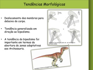 Tendências Morfológicas

• Deslocamento dos membros para
debaixo do corpo.
• Tendência generalizada em
direção ao bipedismo.
• A tendência do bipedismo foi
importante em termos da
abertura de zonas adaptativas
aos Archosauria.

Aspectos funcionais da pelve de um Archosauria
(POUGH,2008)

 