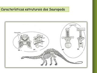 Características estruturais dos Sauropoda

 