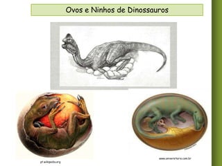 Ovos e Ninhos de Dinossauros

pt.wikipedia.org

www.universitario.com.br

 