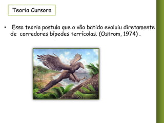 Teoria Cursora
•

Essa teoria postula que o vôo batido evoluiu diretamente
de corredores bípedes terrícolas. (Ostrom, 1974) .

http://www.tumblr.com/photo

 