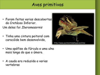 Aves primitivas
• Foram feitas varias descobertas
do Cretáceo Inferior.
Um deles foi Iberomesornis
• Tinha uma cintura peitoral com
caracóide bem desenvolvido,
• Uma apófise da fúrcula e uma ulna
mais longa do que o úmero.

• A cauda era reduzida a varias
vertebras

http://www.yacimientolashoyas.es/sites

 