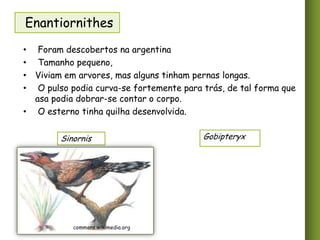 Enantiornithes
• Foram descobertos na argentina
• Tamanho pequeno,
• Viviam em arvores, mas alguns tinham pernas longas.
• O pulso podia curva-se fortemente para trás, de tal forma que
asa podia dobrar-se contar o corpo.
• O esterno tinha quilha desenvolvida.
Sinornis

commons.wikimedia.org

Gobipteryx

 