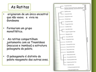 As Ratitas
•

originaram de um único ancestral
que não voava e vivia na
Gondwana

• Formariam um grupo
monofilético.
•

As ratitas compartilham
juntamente com os Tinamídeos
(macucos e inambus) a estrutura
peleognata do palato.

• O paleoganato é distinto do
palato neoganato das outras aves.

 