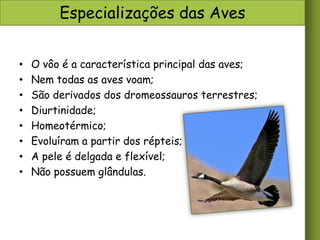 Especializações das Aves
•
•
•
•
•
•
•
•

O vôo é a característica principal das aves;
Nem todas as aves voam;
São derivados dos dromeossauros terrestres;
Diurtinidade;
Homeotérmico;
Evoluíram a partir dos répteis;
A pele é delgada e flexível;
Não possuem glândulas.

 