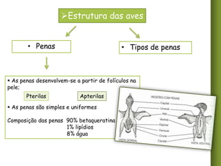 Estrutura das aves
• Penas

• Tipos de penas

 As penas desenvolvem-se a partir de folículos na
pele;

Pterilas

Apterilas

 As penas são simples e uniformes
Composição das penas 90% betaqueratina
1% lipídios
8% água

 