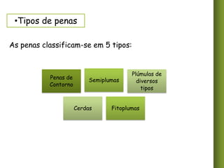 •Tipos de penas
As penas classificam-se em 5 tipos:

Penas de
Contorno

Semiplumas

Cerdas

Plúmulas de
diversos
tipos

Fitoplumas

 