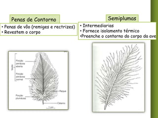 Penas de Contorno
• Penas de vôo (remiges e rectrizes)
• Revestem o corpo

Semiplumas
• Intermediarias
• Fornece isolamento térmico
•Preenche o contorno do corpo da ave

 