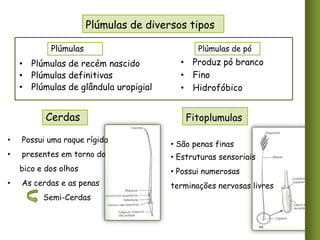 Plúmulas de diversos tipos
Plúmulas

• Plúmulas de recém nascido
• Plúmulas definitivas
• Plúmulas de glândula uropigial

Cerdas
•

Possui uma raque rígida

•

presentes em torno do

Plúmulas de pó

• Produz pó branco
• Fino
• Hidrofóbico

Fitoplumulas
• São penas finas

• Estruturas sensoriais

bico e dos olhos
•

• Possui numerosas

As cerdas e as penas

terminações nervosas livres

Semi-Cerdas

 