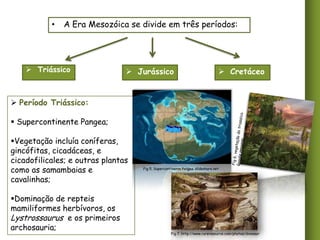 •

A Era Mesozóica se divide em três períodos:

 Triássico

 Jurássico

 Cretáceo

 Período Triássico:
 Supercontinente Pangea;
Vegetação incluía coníferas,
gincófitas, cicadáceas, e
cicadofilicales; e outras plantas
como as samambaias e
cavalinhas;
Dominação de repteis
mamiliformes herbívoros, os
Lystrossaurus e os primeiros
archosauria;

Fig 5. Supercontinente Pangea. slideshare.net

Fig 7. http://www.rareresource.com/photos/dinosaur

 
