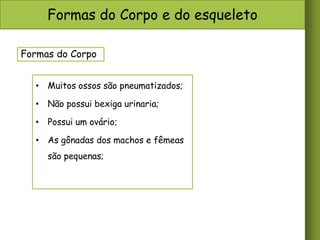 Formas do Corpo e do esqueleto
Formas do Corpo
• Muitos ossos são pneumatizados;
• Não possui bexiga urinaria;
• Possui um ovário;
• As gônadas dos machos e fêmeas
são pequenas;

 