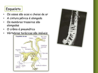 Esqueleto
• Os ossos são ocos e cheios de ar
• A cintura pélvica é alongada
• Os membros traseiros são
alongadas
• O crânio é pneumático
• Vértebras torácicas são imóveis

 