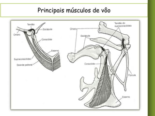 Principais músculos de vôo

 