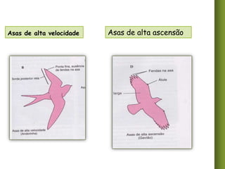 Asas de alta velocidade

Asas de alta ascensão

 