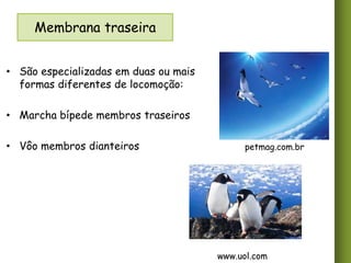 Membrana traseira
• São especializadas em duas ou mais
formas diferentes de locomoção:

• Marcha bípede membros traseiros
• Vôo membros dianteiros

petmag.com.br

www.uol.com

 
