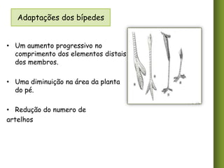 Adaptações dos bípedes
• Um aumento progressivo no
comprimento dos elementos distais
dos membros.
• Uma diminuição na área da planta
do pé.
• Redução do numero de
artelhos

 