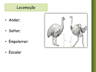 Locomoção
• Andar;
• Saltar;
• Empoleirar;
• Escalar

 