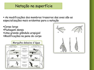 Natação na superfície
 As modificações dos membros traseiros das aves são as
especializações mais evidentes para a natação

Corpo largo
Plumagem densa
Uma grande glândula uropigial
Modificações na pena do corpo
Mergulho debaixo d'água

 