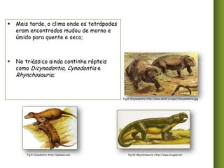 

Mais tarde, o clima onde os tetrápodes
eram encontrados mudou de morno e
úmido para quente e seco;



No triássico ainda continha répteis
como Dicynodontia, Cynodontia e

Rhynchosauria;

Fig 8. Dicynodontia. http://www.isholf.is/xpert/dicynodontia.jpg

Fig 9. Cynodontia. http://palaeos.com

Fig 10. Rhynchosauria. http://www.mrugala.net

 