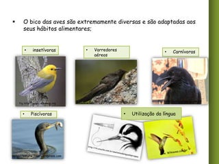 

O bico das aves são extremamente diversas e são adaptadas aos
seus hábitos alimentares;

•

insetívoras

Fig. http://upload.wikimedia.org

•

Piscívoras

http://ednene.files.wordpress.com

•

Varredores
aéreos

•

Fig. http://www.obimafra.com

•

Carnívoras

Fig. http://colunistas.ig.com.br

Utilização da língua

 