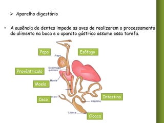  Aparelho digestório
• A ausência de dentes impede as aves de realizarem o processamento
do alimento na boca e o aparato gástrico assume essa tarefa.

Papo

Esôfago

Provêntriculo
Moela
Intestino

Ceco

Cloaca

 