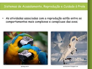 Sistemas de Acasalamento, Reprodução e Cuidado à Prole

• As atividades associadas com a reprodução estão entre os
comportamentos mais complexos e conspícuos das aves;

petmag.com.br

aurelioschmitt.blogspot.com

 
