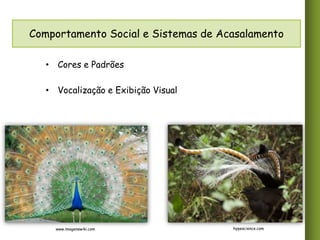 Comportamento Social e Sistemas de Acasalamento
• Cores e Padrões
• Vocalização e Exibição Visual

www.imagenswiki.com

hypescience.com

 