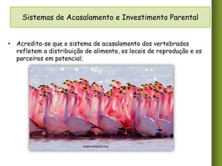 Sistemas de Acasalamento e Investimento Parental
• Acredita-se que o sistema de acasalamento dos vertebrados
refletem a distribuição de alimento, os locais de reprodução e os
parceiros em potencial;

simple.wikipedia.org

 
