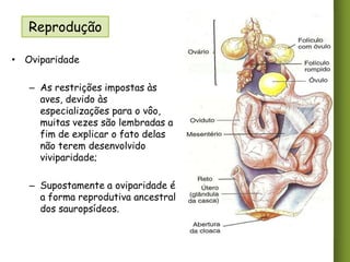 Reprodução
• Oviparidade

– As restrições impostas às
aves, devido às
especializações para o vôo,
muitas vezes são lembradas a
fim de explicar o fato delas
não terem desenvolvido
viviparidade;
– Supostamente a oviparidade é
a forma reprodutiva ancestral
dos sauropsídeos.

 