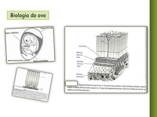 Biologia do ovo

www.ensinoonline.com.br

 