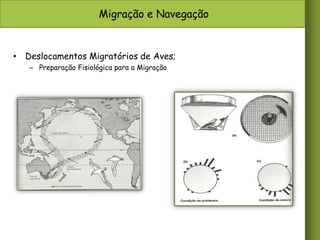 Migração e Navegação

• Deslocamentos Migratórios de Aves;
– Preparação Fisiológica para a Migração

 