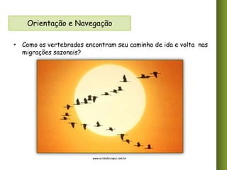 Orientação e Navegação
• Como os vertebrados encontram seu caminho de ida e volta nas
migrações sazonais?

www.acidadeicapui.com.br

 