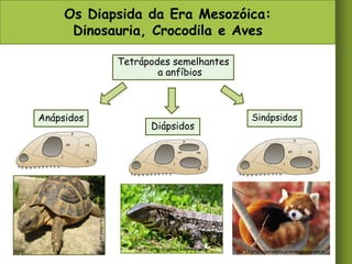 Os Diapsida da Era Mesozóica:
Dinosauria, Crocodila e Aves
Tetrápodes semelhantes
a anfíbios

Anápsidos

Fig.21 http://2.bp.blogspot.com

Diápsidos

Fig. 22 http://upload.wikimedia.org

Sinápsidos

Fig. 23 http://celinoneto.jornaldaparaiba.com.br

 