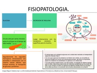 FISIOPATOLOGIA.
GLUCOSA SECRESION DE INSULINA
Circula solo por varios minutos
entre 4 a 8 (que es el tiempo de
vida media)
Luego interacciona con los
receptores celulares de
superficie para la insulina.
Seguidamente los segundos
mensajeros intracelulares son
activados e interactúan con el
sistema celular efector, que
incluye enzimas, el transporte
de glucosa y proteínas
Vargas Miguel. Diabetes tipo I y enfermedad periodontal. Especialista en Periodoncia y Medicina Oral, Universidad El Bosque
 